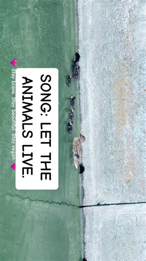 #thatunitarianteacher #unitarianuniversalistteacher #thatveganteacher #thatveganteacherwhosings #thatveganteacherwhocomposessongs