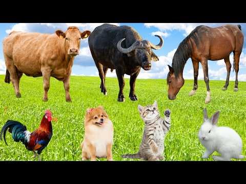 Cute Farm Animals:Cat, Dog, Sheep, Chicken, Cow, Buffalo, Horse, Rabbit-Animal Sounds