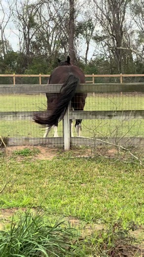 My dude 🤦‍♀️… now we know who broke the fence board. 🫠 #itchy #horses #funnyanimals #shenanigans #wierdo Zap line is coming back on. Sorry. No he doesn’t have worms LOL.