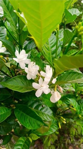 Jasmine bloom #flowers #garden #viral #shorts #jasmine #nature #fyp #yt #public #song #music #god