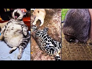 Adorable Chubby Animals You'll Adore