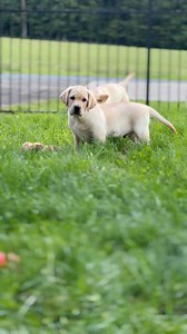 | Endless Mt Labradors