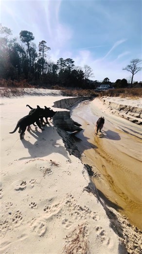 Where confidence is built one sandy pawprint at a time 🌊🐾 This is what started truly looks like. Our German Shepherd puppies are growing up the Blue Ridge Lane way—off leash, confident, and completely at home in the real world. Days at our beach house on Gwynns Island mean salty air, open space, shifting tides, and endless opportunities to learn independence, recall, and trust. These pups aren’t seeing the beach for the first time—they’ve been here. They know how to move with purpose, stay con