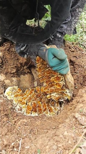 Incredible Discovery! Harvesting Wild Honey in the Forest 🍯