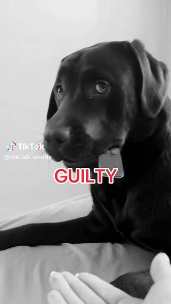 The Lab Woody on TikTok