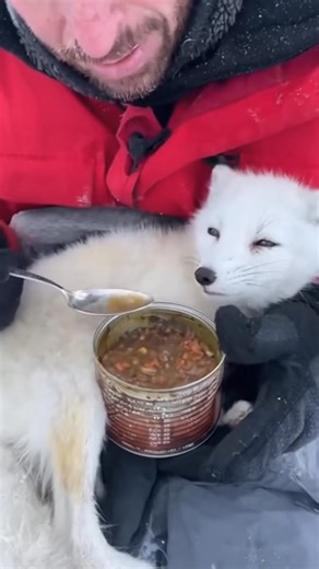 Dr. Aris Thorne lived by one rule: observe, never interfere. But that rule broke the moment he found a tiny Arctic fox curled in the snow — starving, freezing, barely breathing. Training told him to walk away. The trembling little body told him not to. “To hell with the rules,” he whispered, lifting the fox into his coat. Back at camp, he wrapped her in blankets and held out a spoon of warm broth. At first nothing… then a tiny twitch, a weak lift of her head, a spark of life returning. Aris stay