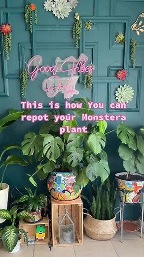 1.4K views · 11 reactions | How to repot Monstera Plant - repotting plants - Monstera care tips - plant tips | Ibarra Imports | Facebook