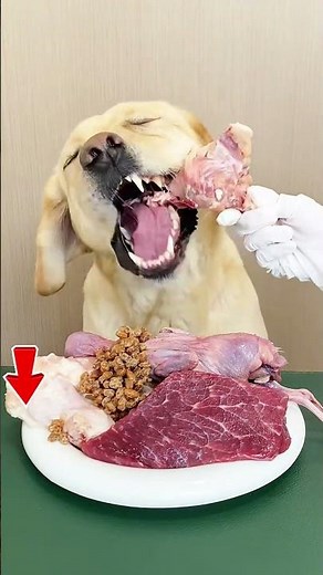Juicy Tear Sounds From This Dog Meal 🎧🐶 #dogeatingasmr