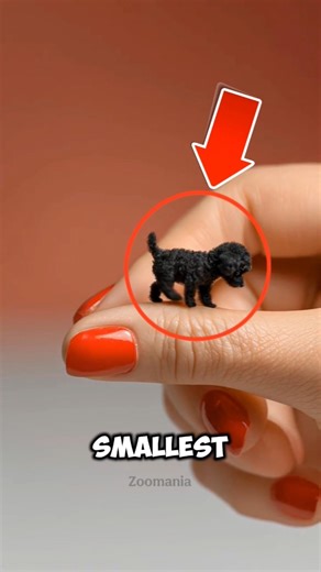 Smallest Dogs in the World… But They Act Like Bosses 😭🐶 #dogs #tiny #animals