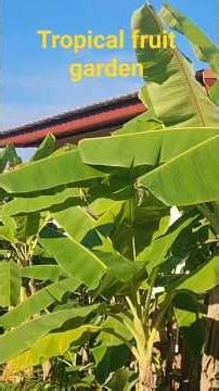 tropica fruit gardens in Thailand