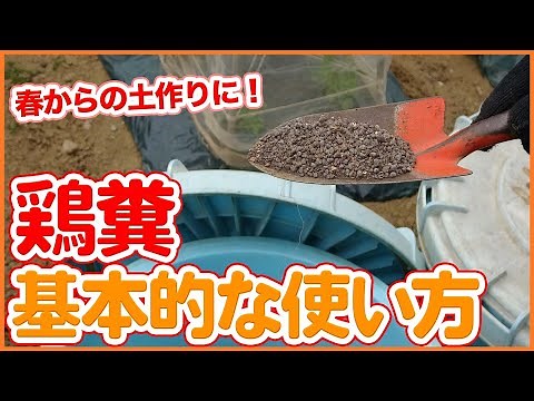 How to use chicken manure in your home garden or on a farm! A thorough explanation of the effects...