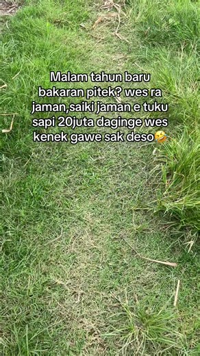 Bakar Sapi Besar di Malam Tahun Baru