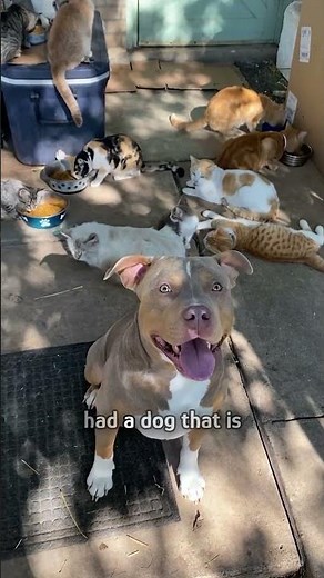 This pitbull is cats’ best friend!