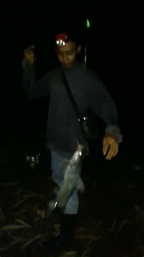 night fishing caught a big Baung fish #fishing