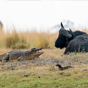 Crocodile vs Buffalo: Amazing Animals | Vinhbui012