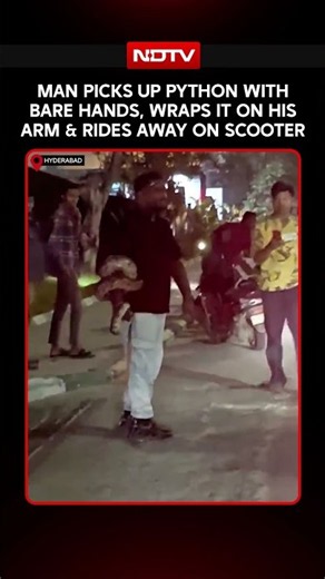 On Cam: Man Catches Python Snake With Bare Hands Rides Away On Scooter With Snake Wrapped On His Arm