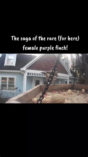 Oh well! #birdsofvirginia #rva #virginia #birdfy