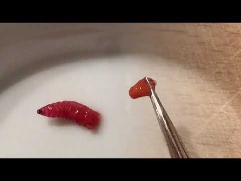 Dissection de l'asticot