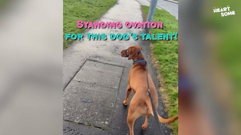 Funny animal moments | Zebra teeth, puppy falls, monkey ice cream heist