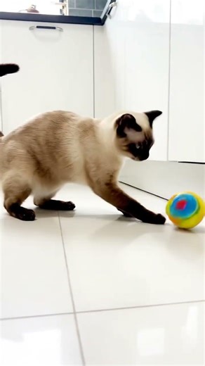 Cat playing with bouncy ball#cat