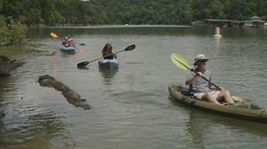 🌊 Make a splash at Herrington Lake Just a short drive from downtown Danville, Herrington Lake is Kentucky’s deepest lake and a great place for outdoor adventure. Whether you're casting a line or paddling out, this 3,600-acre man-made lake is packed with bass, bluegill, catfish, and more. 💦🐟 🐟 Need bait or tackle? Check out Holt's Outtfitters or Curtsinger's Sunrise Outfitters 🛶 Paddle around with: Danville Ky Kayak and Paddle Boards – Call 859-324-1215 to rent hourly or daily. Herrington La
