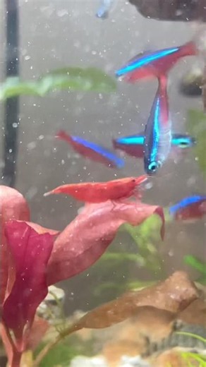 🔥 Tiny Shrimp Army Takes Over My Aquarium! 😍🦐 | Most Satisfying Shrimp Tank Ever