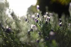 今、Nikon Z6IIを買うのはアリ・ナシ? おすすめレンズからRAW動画まで本音で語ります! | THE MAP TIMES