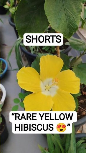 This Yellow Hibiscus is Absolutely Stunning 🌼 #gardening #bloom