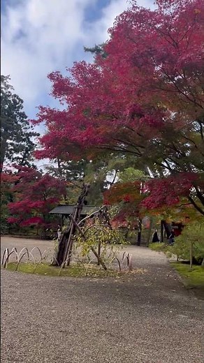 毛越寺に紅葉などをに来ました。 浄土庭園です。 #毛越寺 #紅葉 #浄土庭園 #秋 #旅行 #travel #平泉 #特別名勝 #特別史跡 #世界遺産