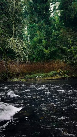 Waves&Woods on Instagram: "Take a breath and listen to nature 🌊 “Share this with someone who finds nature sounds relaxing.” #naturesounds #foresttherapy #forestmood #natureview #naturelandscape #forestlovers #forest #naturemoments"