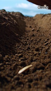 From the seed... to the multigrain! Our tasty little O's are high in fibre, making whole grain their number 1 ingredient 磊. Pick up your pack in store today! #Cheerios #Multigrain #HighInFibre | Cheerios UK | Facebook