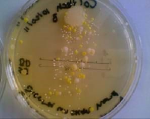 Bacteria Are Everywhere! - Activity