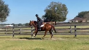 🆕 NEW ADOPTABLE HORSE -- BULLISH BANKER will make one lucky adopter a very nice sport horse! He gives off "favorite school horse" vibes with his dependable nature. "Bullly" shows up as the same horse every day and enjoys coming in for grooming and work. Click here to read his full bio: ➡️ horseadoption.com/horse_detail/1272 -- ❓ Tell us! What do you like about "Bully"? 🐂 2020 Thoroughbred Gelding 🐂 Location: Ocala, FL 🐂 2024 RRP Thoroughbred Makeover Eligible 🐂 16 hh - #ottb #thoroughbred #