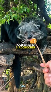 11K views · 84 reactions | Le Chat-Ours : l’animal inconnu qui sent le pop-corn chaud | Apprendavectonton | Facebook
