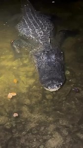 YOINK GUY on Instagram: "Share ❤️ #instagram #viral #trending #snake #foryou #reels #florida #wildlife #wildlifephotography"