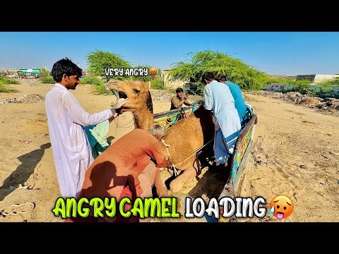 Angry Camel Loading Gone Wrong 😡🐪 | Shocking Desert Scene