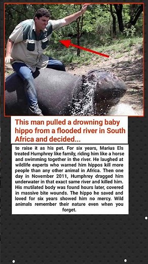 He Rescued Baby Hippo 6 Years Later It Killed Him Same River