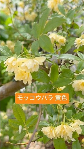 【ガーデニング】散りはじめるモッコウバラ