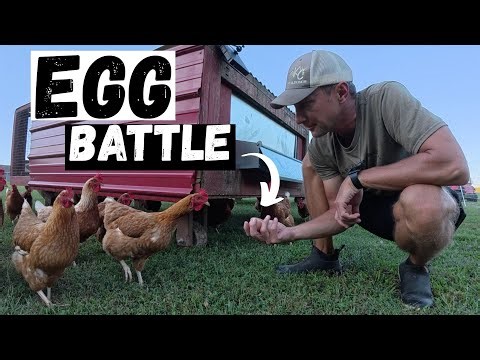 Farm Life: A Busy Day Moving Chickens, Coop Repairs & Egg Count