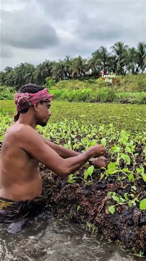 Floating agriculture on a winter morning. #reels #trending #foryou #funny #Floating