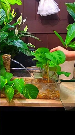 Propagate Prayer Plant's Cutting In Water #indoorplants