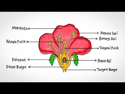 Cara Mudah Menggambar Bagian Bagian Bunga