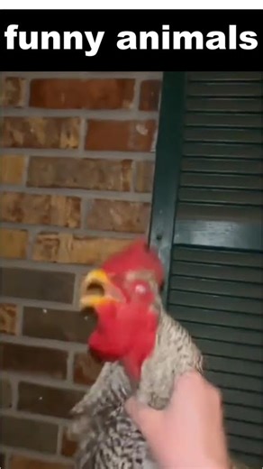 #animals #funnycats #funnydogs #funnyanimals #petfails #funnyanimalshorts#animalvideos #exoticpets