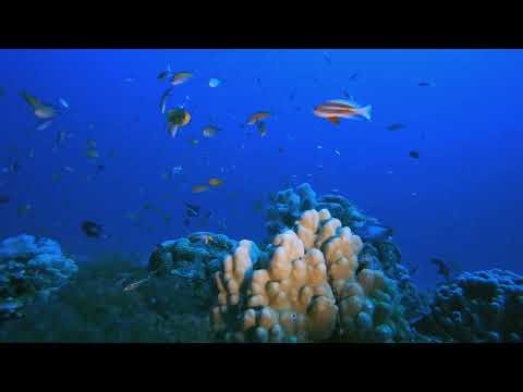 [9 HOUR] Underwater Background Video | No Sound | Fish Background For TV - Zen Blue Depths