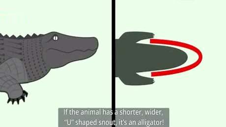 区分Crocodile和Alligator