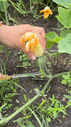 84K views · 144 reactions | Harvesting butternut buds #garden | Rang dong sedds | Facebook