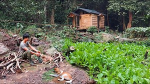Expanding the Garden: 200 Days of Off-Grid Bushcraft 🌱