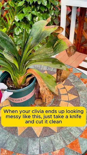 Clivia care and pruning tips #gardeninspiration #gardenlove #planthacks #gardeningmakemehappy | Garden Planing
