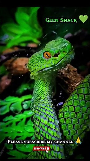 Animal Lovers ❤️‍🩹❤️❤️❤️❤️❤️