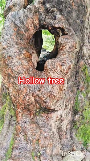 || Hollow tree|| #sanjubaba